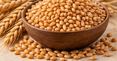 Wheat in a bowl, illustrative agricultural commodity photograph